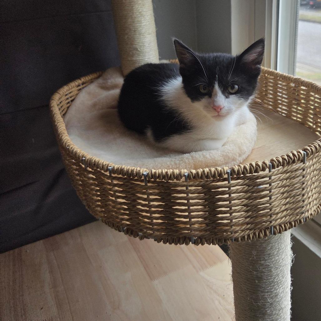 Enlarge Solstice, a Adoptable Domestic Short Hair in Granville, OH image 3/6