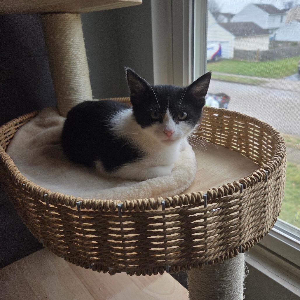 Enlarge Solstice, a Adoptable Domestic Short Hair in Granville, OH image 4/6