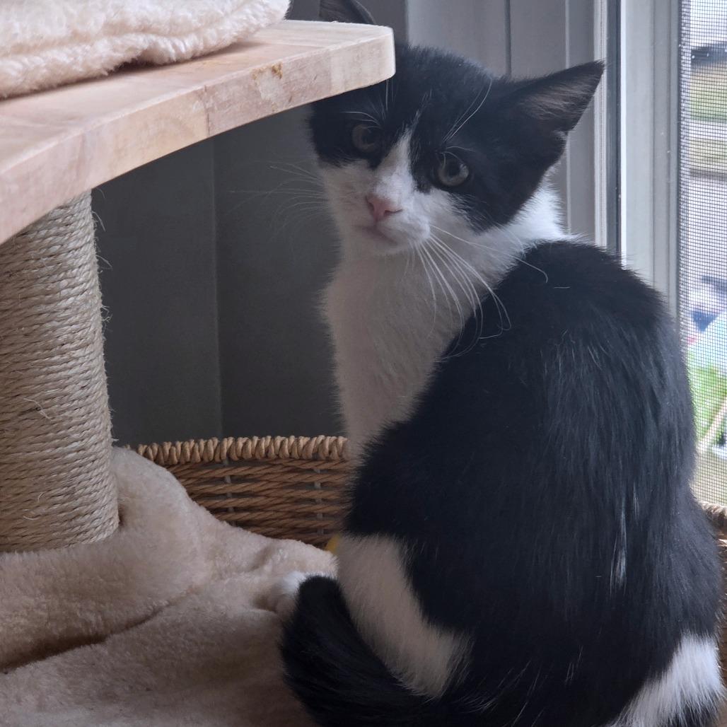 Enlarge Solstice, a Adoptable Domestic Short Hair in Granville, OH image 5/6