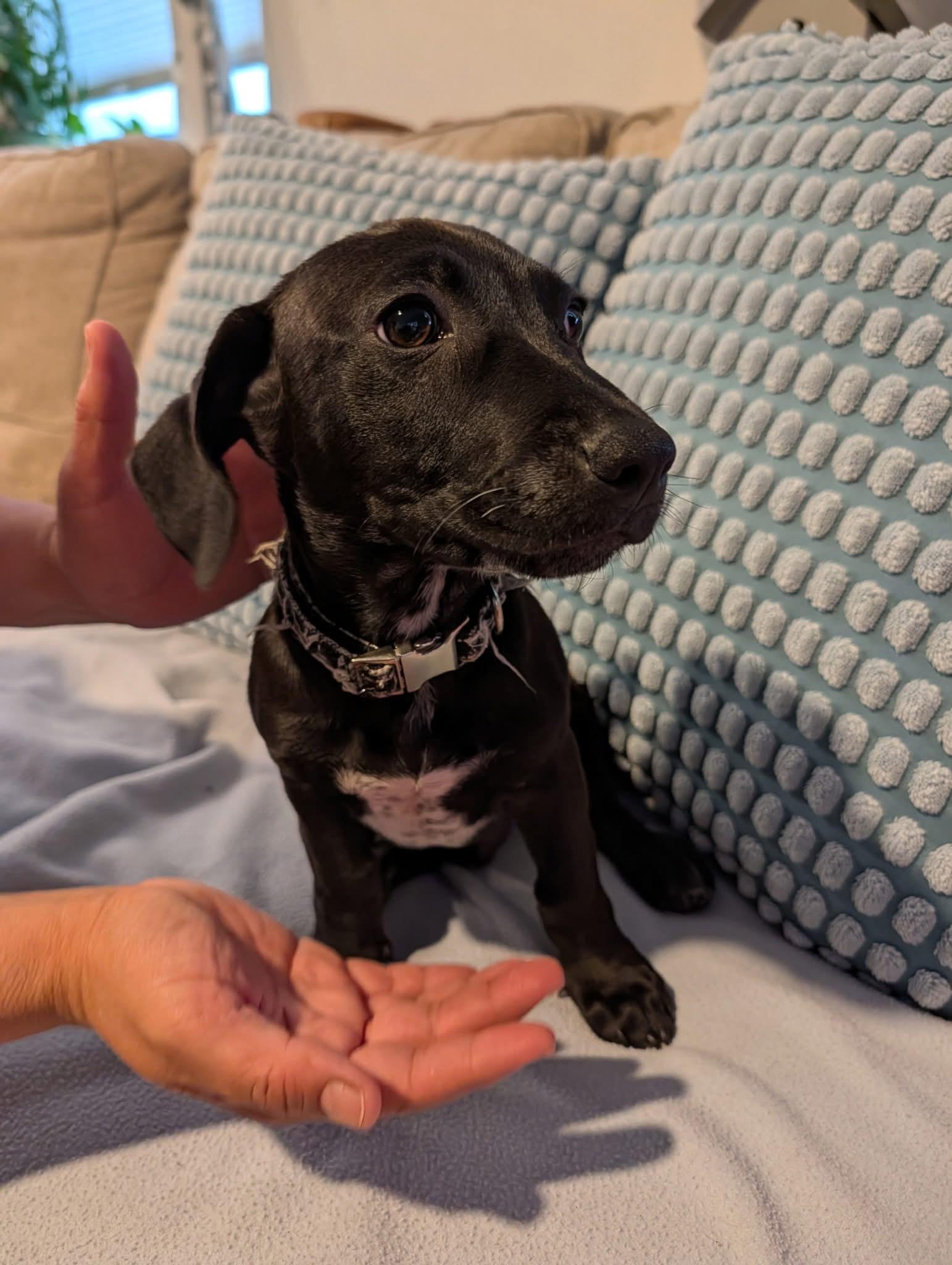Poncho, ADOPTABLE, Puppy Male Dachshund & Chihuahua.