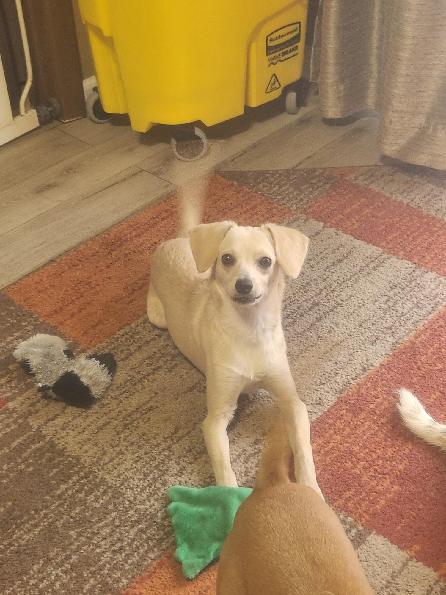 Lucy, ADOPTABLE, Young Female Chihuahua.