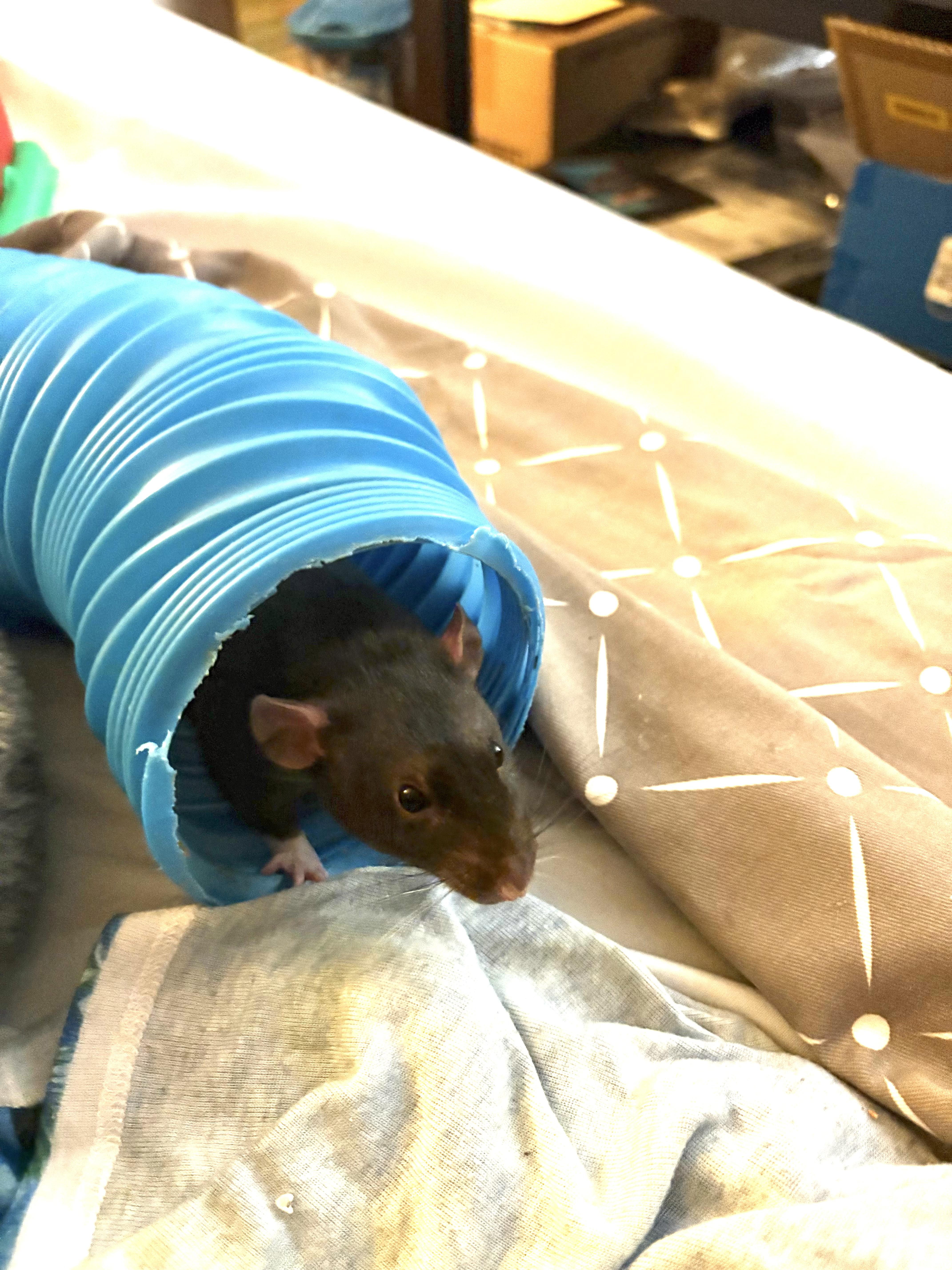 Enlarge 2 DUMBO BOYS, an adopted Rat in Philadelphia , PA image 1/3