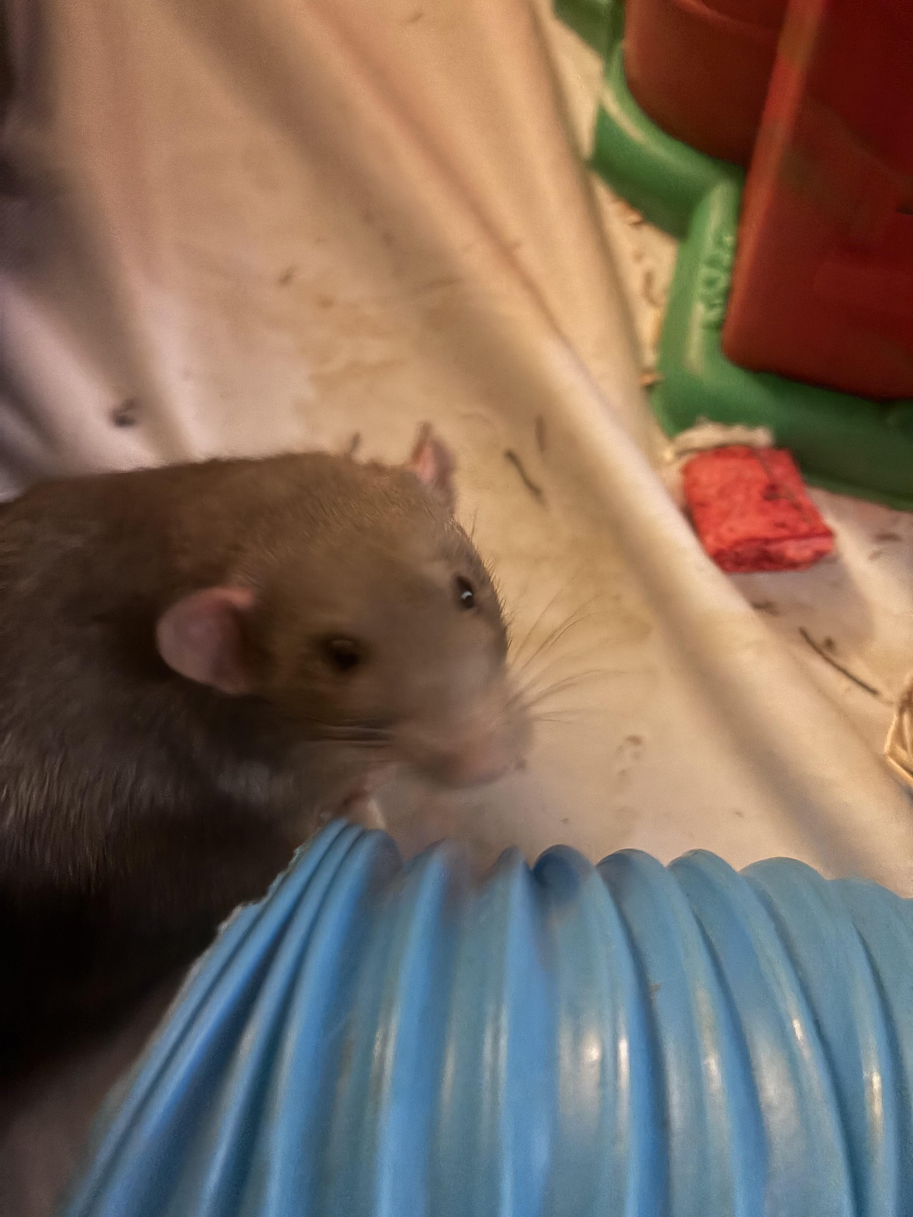 Enlarge 2 DUMBO BOYS, an adopted Rat in Philadelphia , PA image 2/3