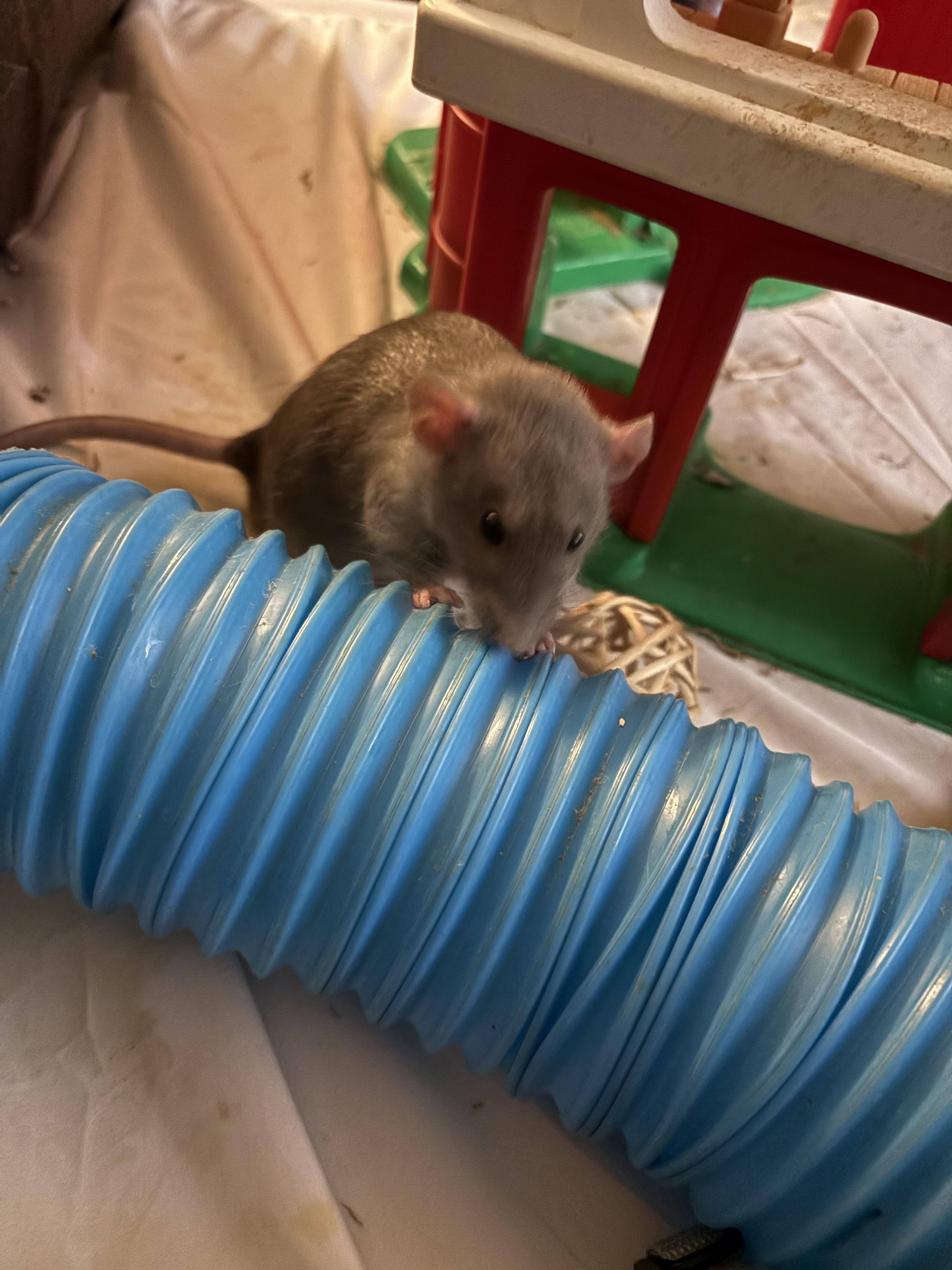 Enlarge 2 DUMBO BOYS, an adopted Rat in Philadelphia , PA image 3/3