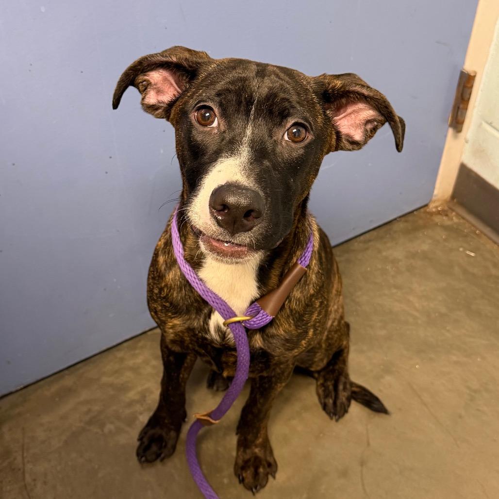 Echo, Adoptable, Young Female Mixed Breed.