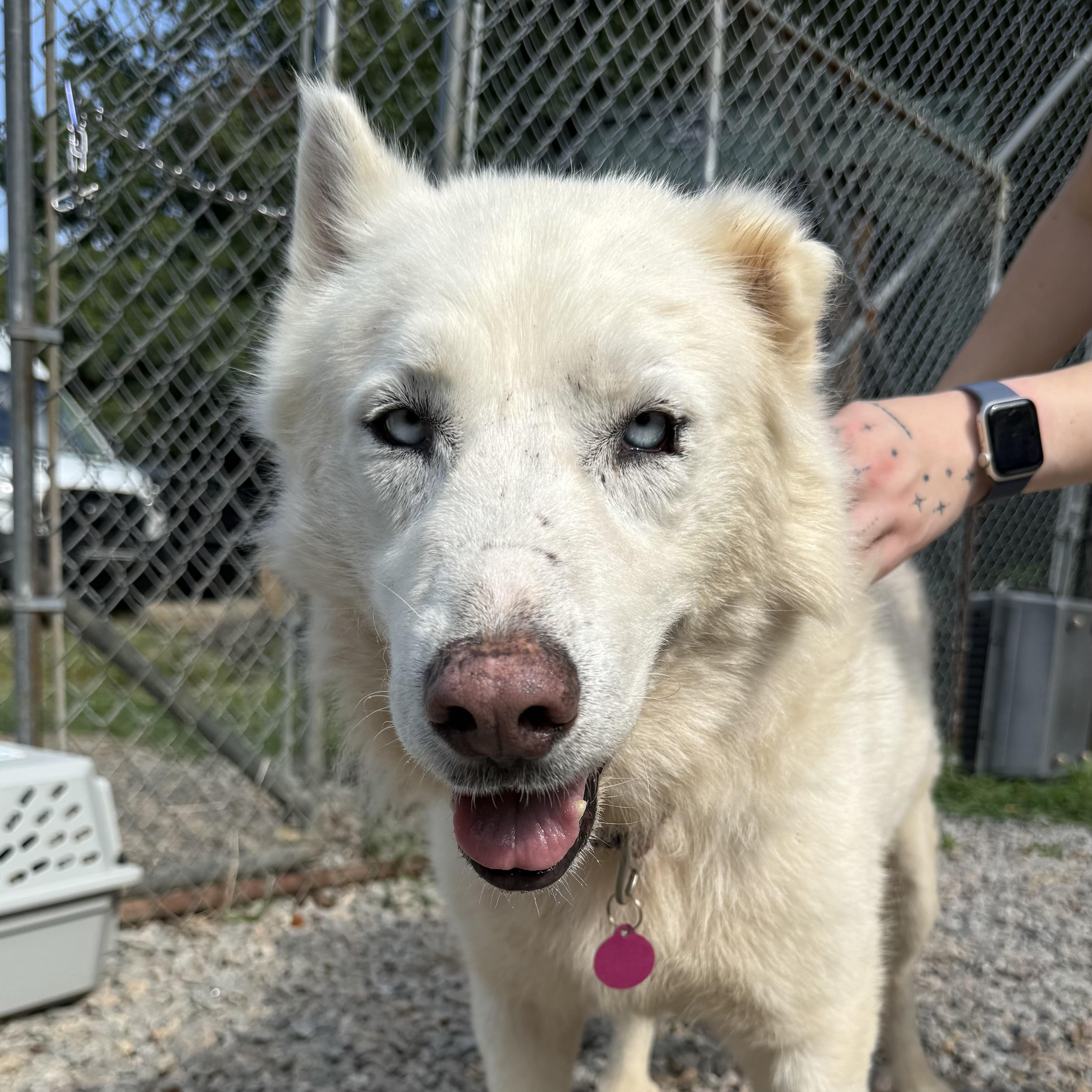 Enlarge Salt Water, a Adoptable mixed breed in Northwood, NH image 6/6