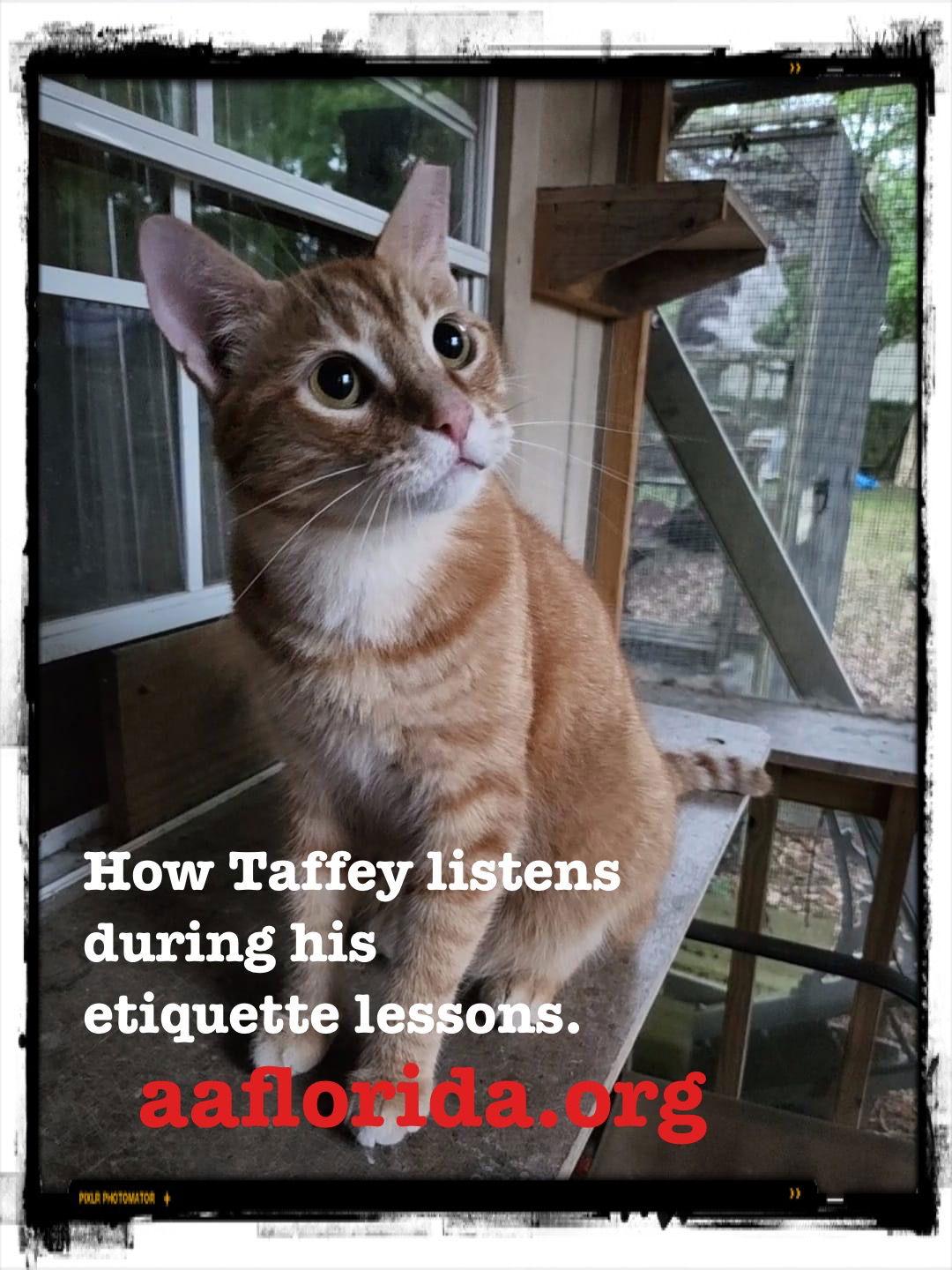 Taffey, Adoptable, Adult Male Tabby & Domestic Short Hair.