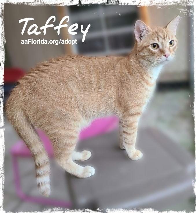 Taffey, a Adoptable mixed breed in Pensacola, FL image 2/3