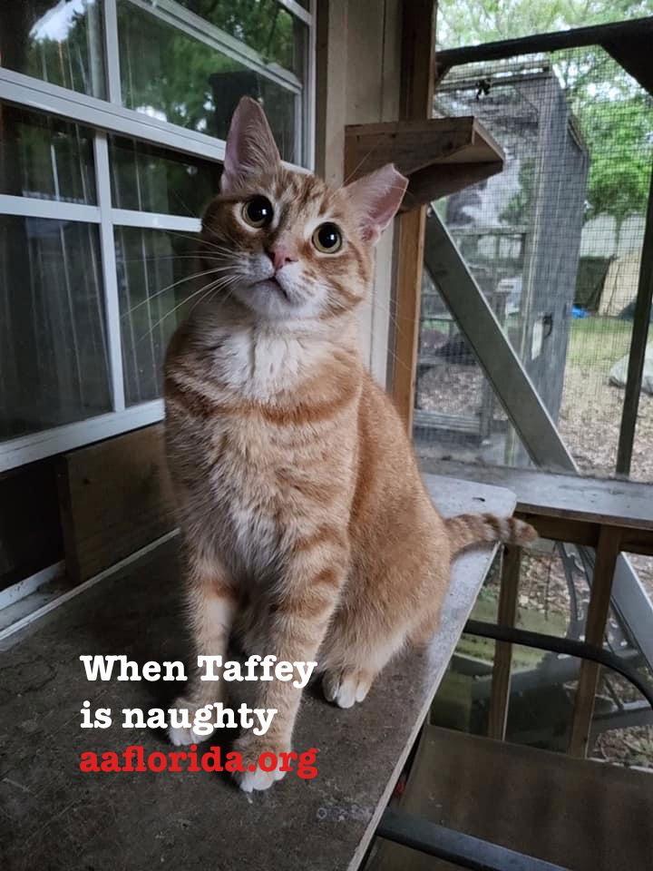 Taffey, a Adoptable mixed breed in Pensacola, FL image 3/3