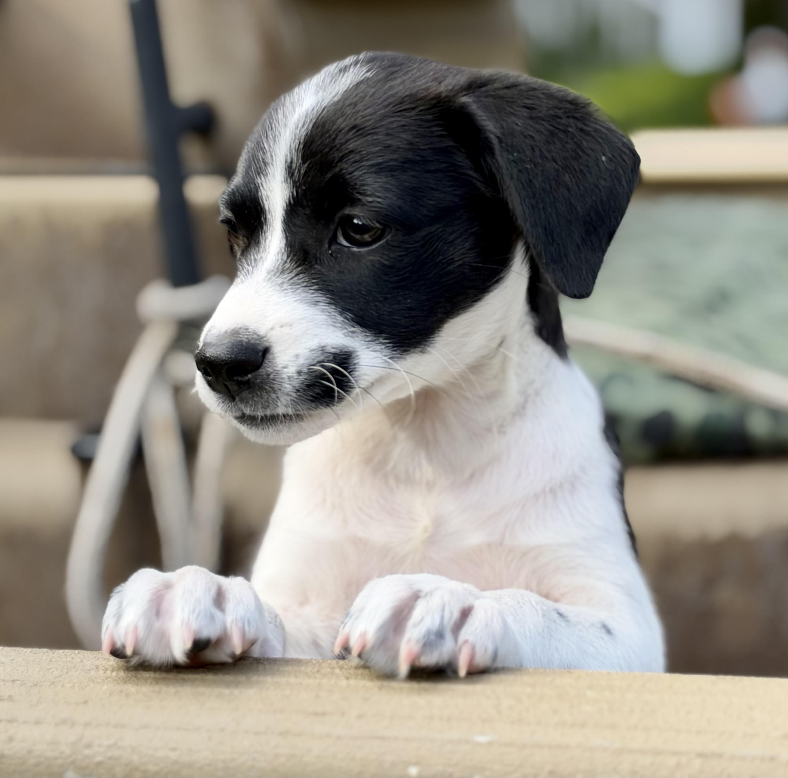 Enlarge Giggle, a Adoptable mixed breed in Mt Pleasant, SC image 4/5