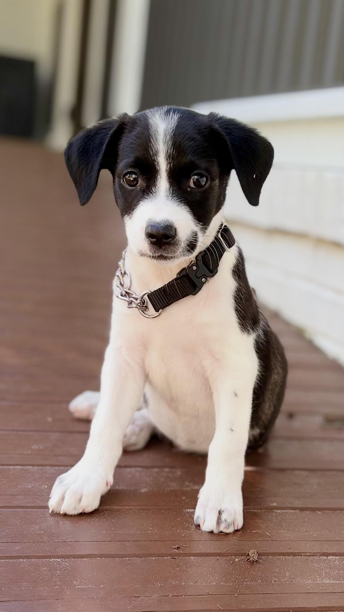 Giggle, Adoptable, Puppy Female Mixed Breed.