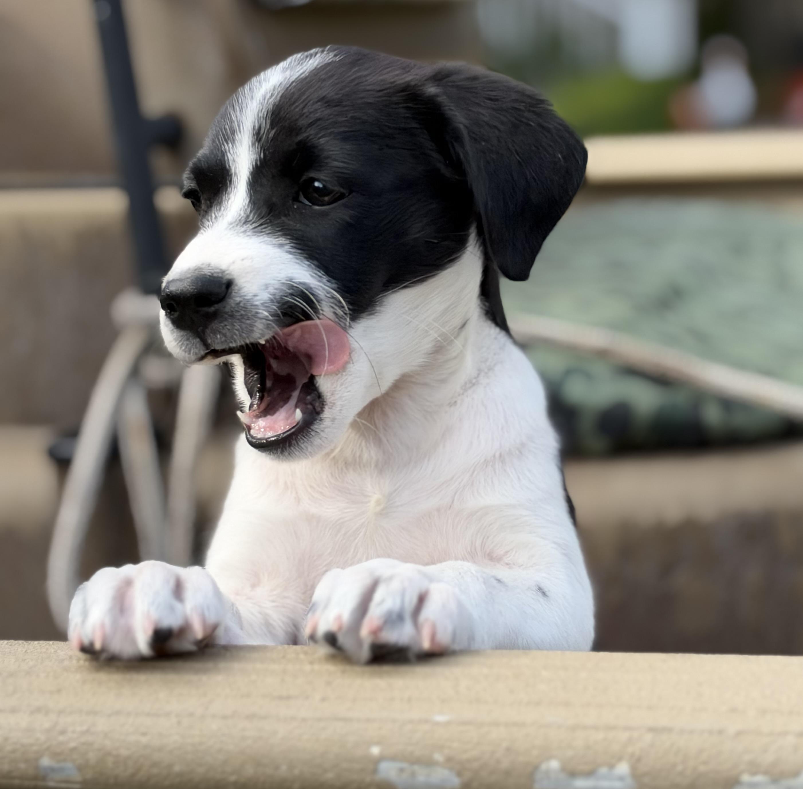 Enlarge Giggle, a Adoptable mixed breed in Mt Pleasant, SC image 2/5