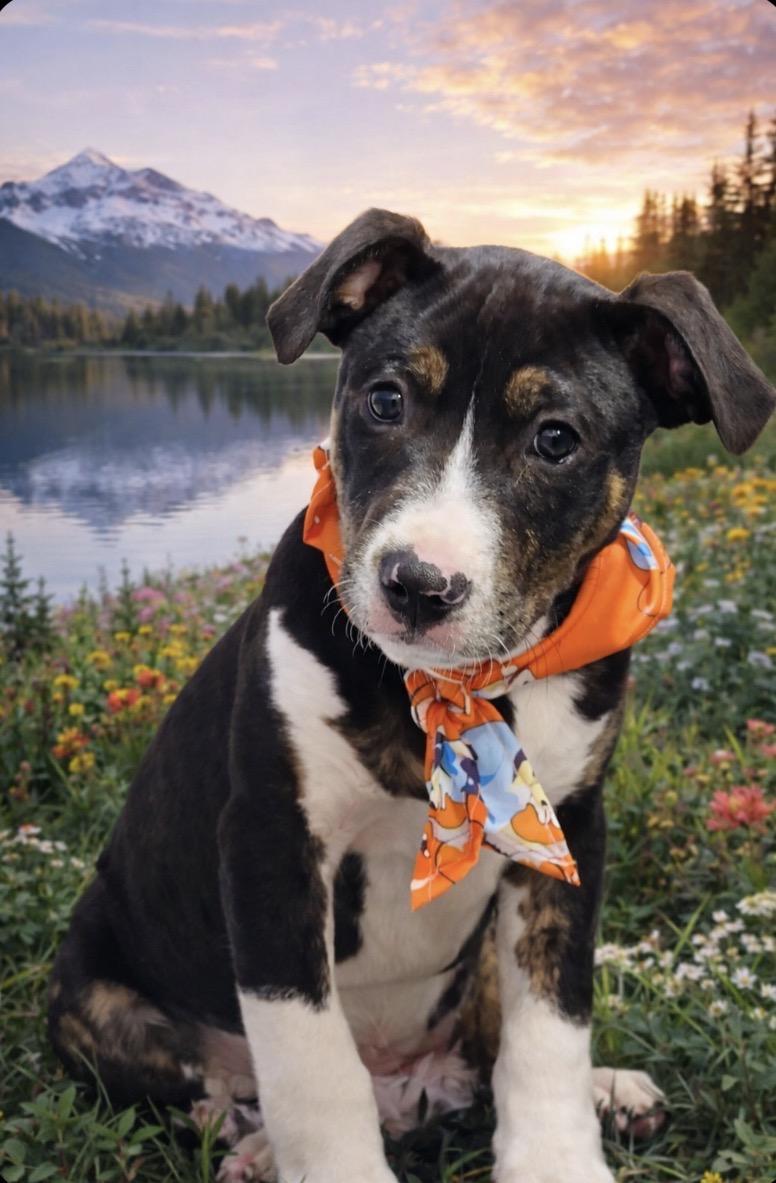 Deon, an adopted mixed breed in Nahunta, GA image 3/4