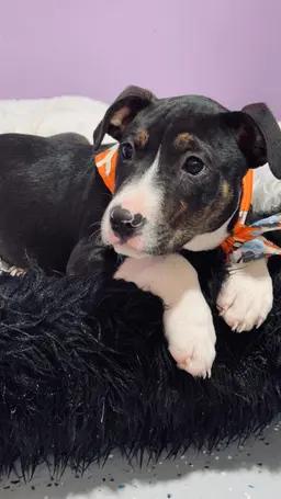 Deon, an adopted mixed breed in Nahunta, GA image 4/4