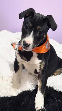 Deon, an adopted mixed breed in Nahunta, GA image 2/4