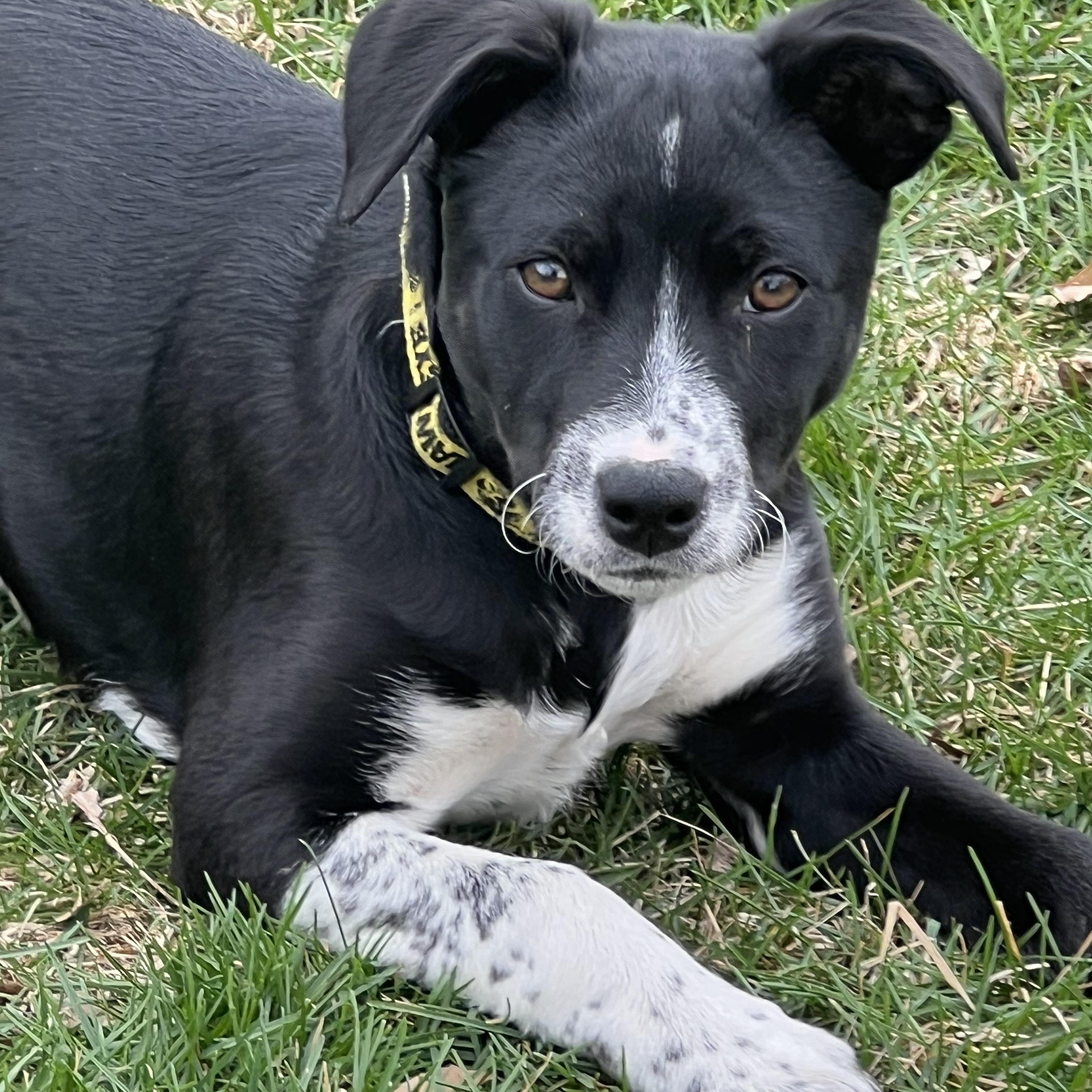 Enlarge Velma, a ADOPTABLE mixed breed in Bettendorf, IA image 3/6