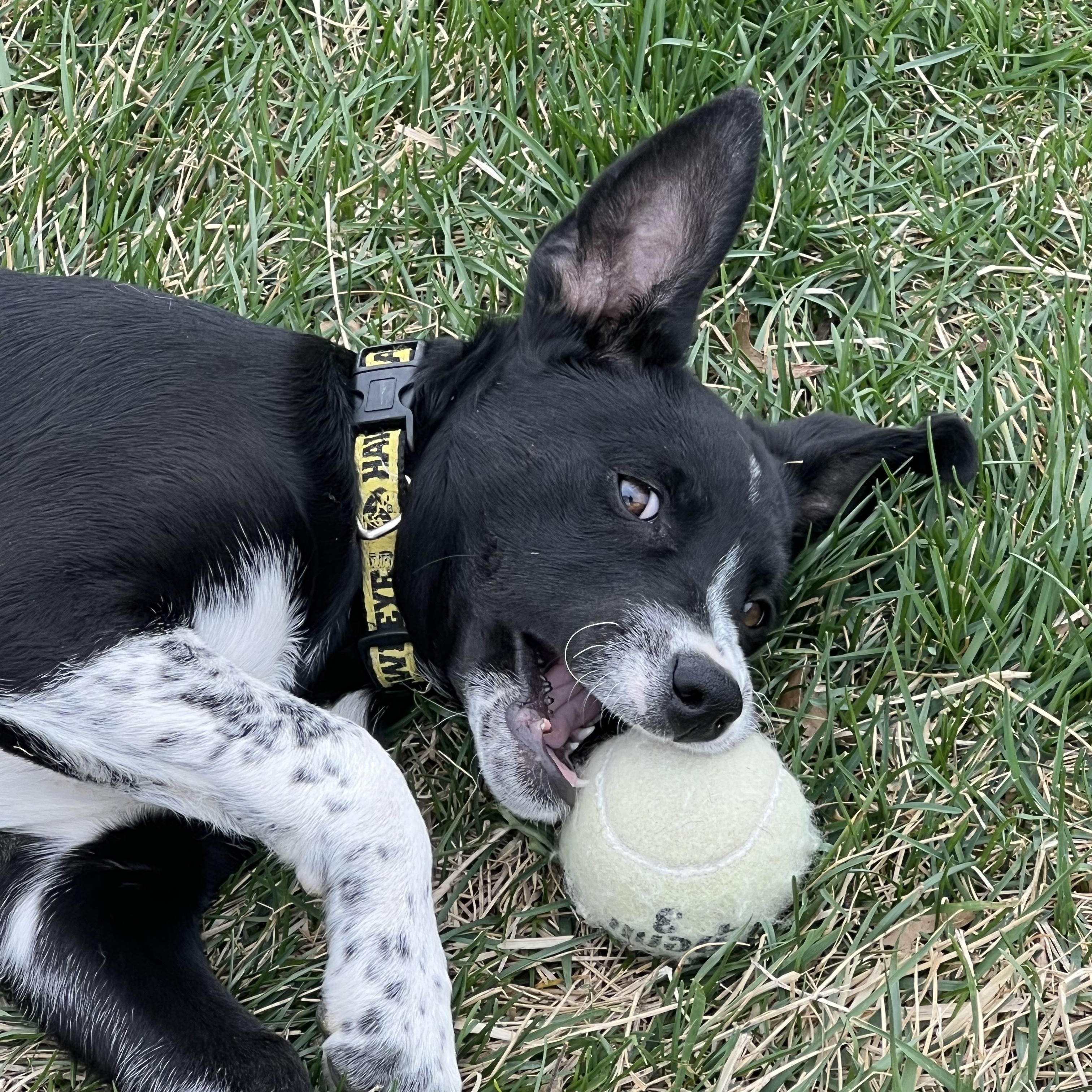Enlarge Velma, a ADOPTABLE mixed breed in Bettendorf, IA image 2/6
