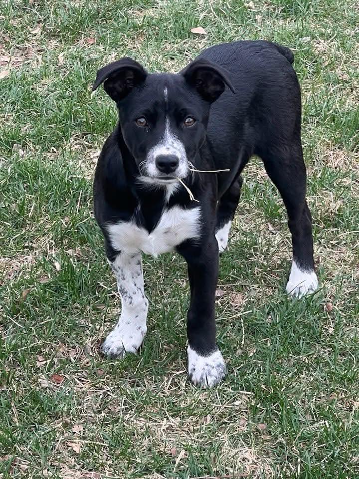 Enlarge Velma, a ADOPTABLE mixed breed in Bettendorf, IA image 5/6
