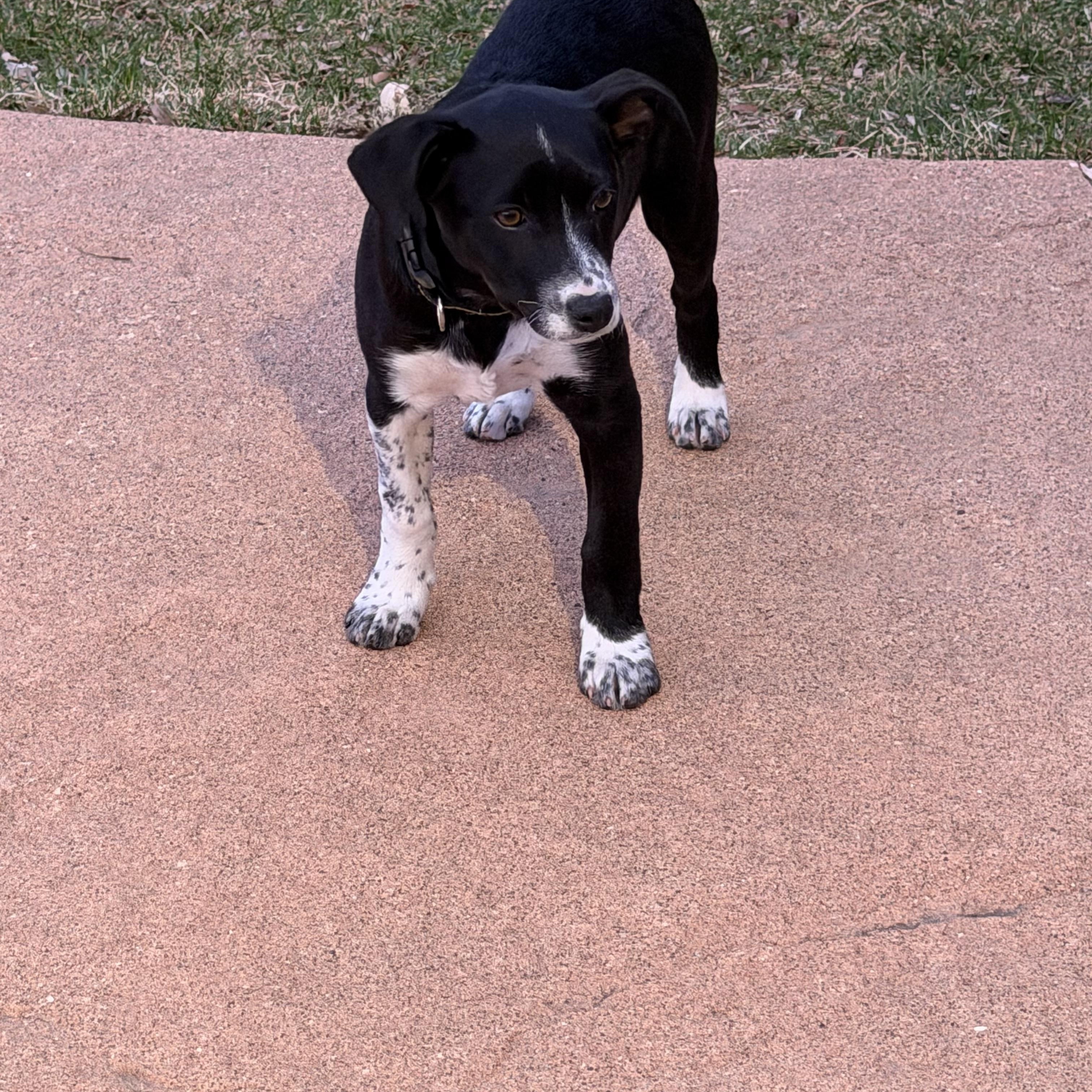 Enlarge Velma, a ADOPTABLE mixed breed in Bettendorf, IA image 4/6