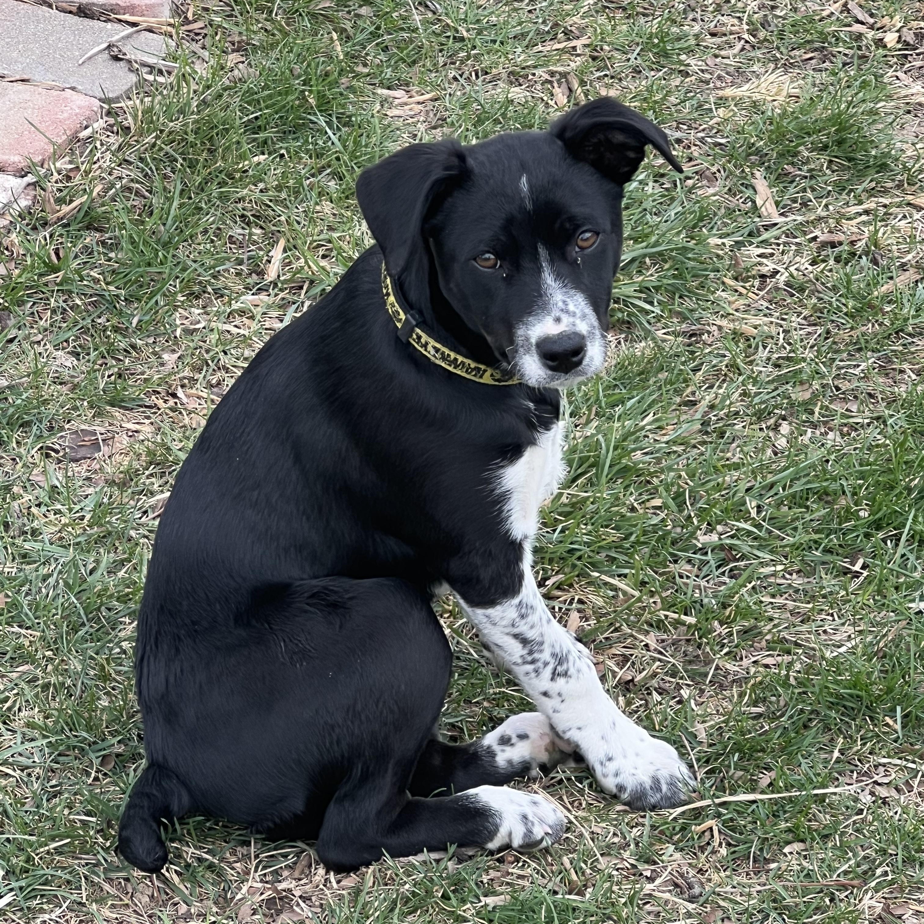 Enlarge Velma, a ADOPTABLE mixed breed in Bettendorf, IA image 1/6