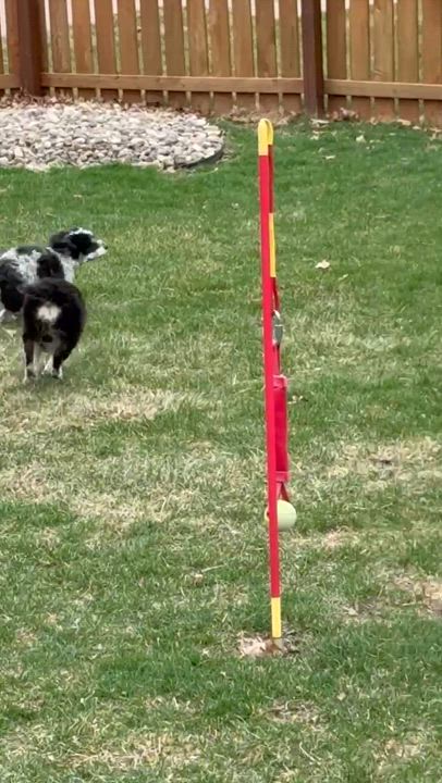 Enlarge Velma, a ADOPTABLE mixed breed in Bettendorf, IA video 6/6