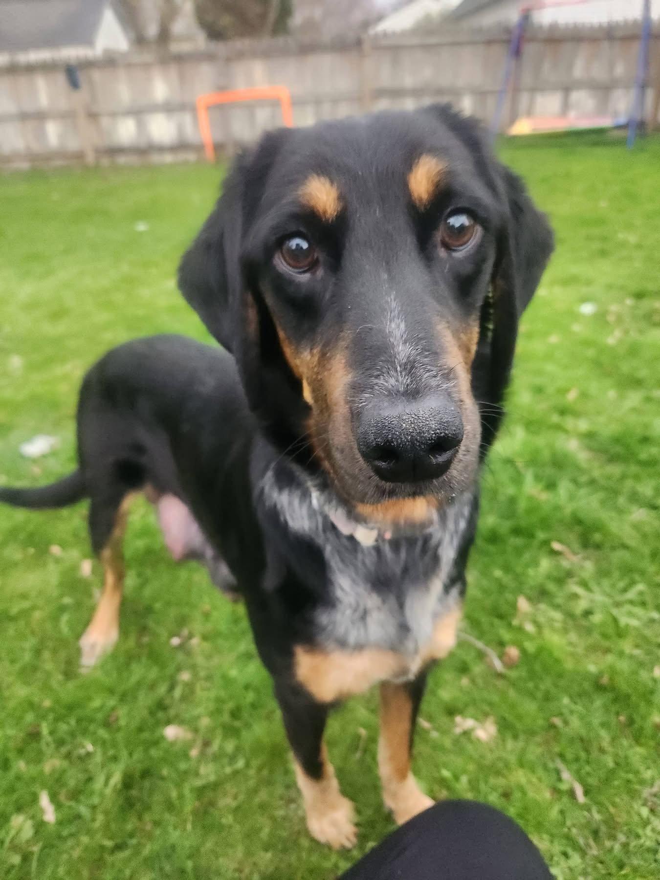 Bunny BL, a Adopted Coonhound in Clinton, MI image 1/3