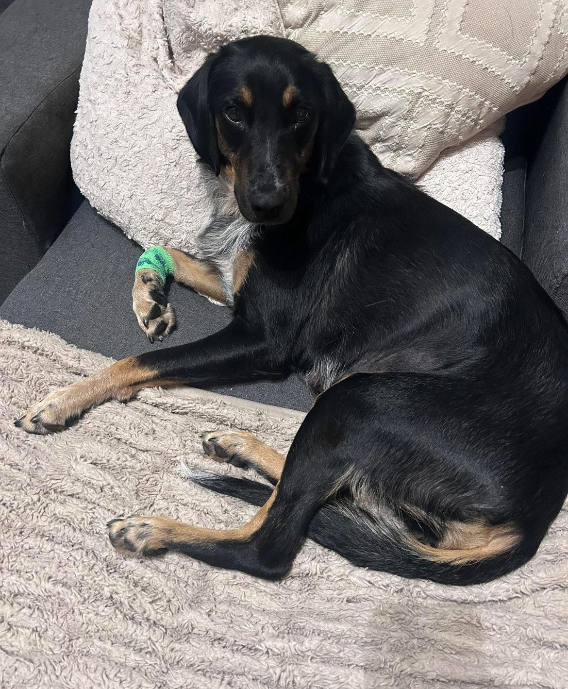 Bunny BL, a Adopted Coonhound in Clinton, MI image 2/3