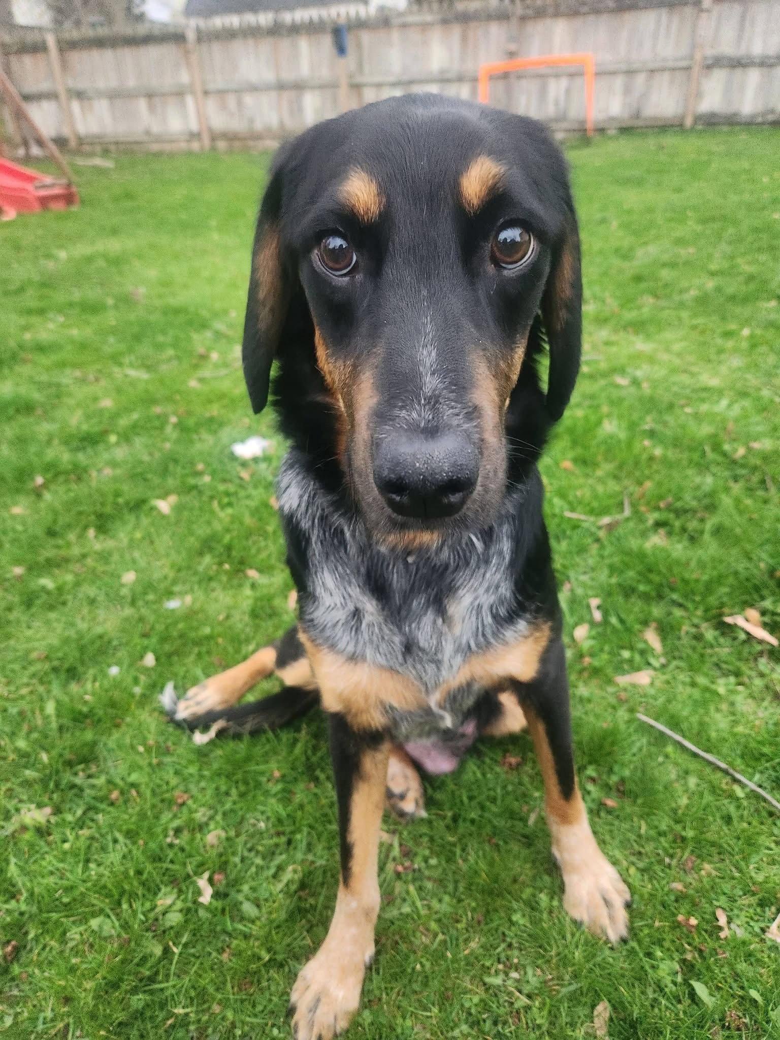 Bunny BL, a Adopted Coonhound in Clinton, MI image 3/3