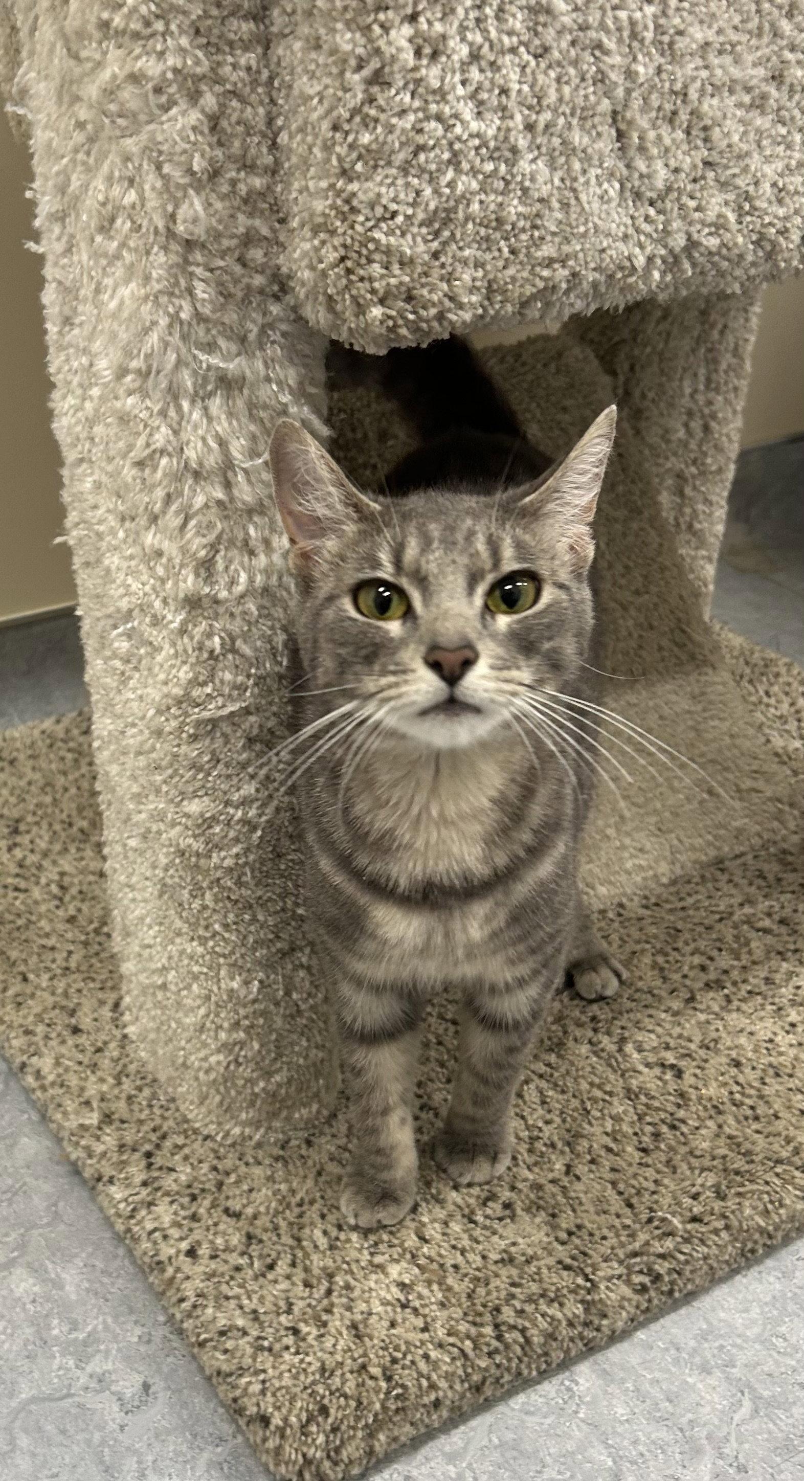 Celia, Adoptable, Young Female Domestic Short Hair.