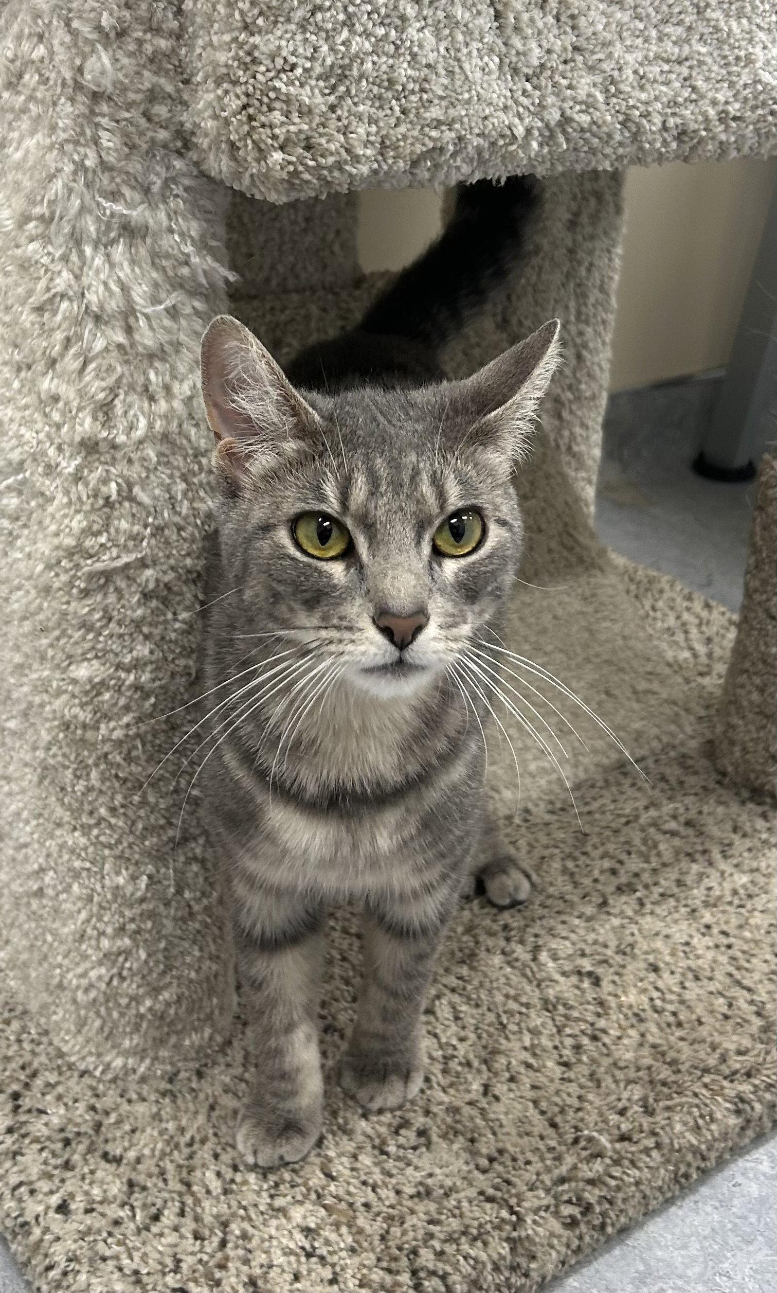 Enlarge Celia, a Adoptable Domestic Short Hair in Arlington, VT image 2/3