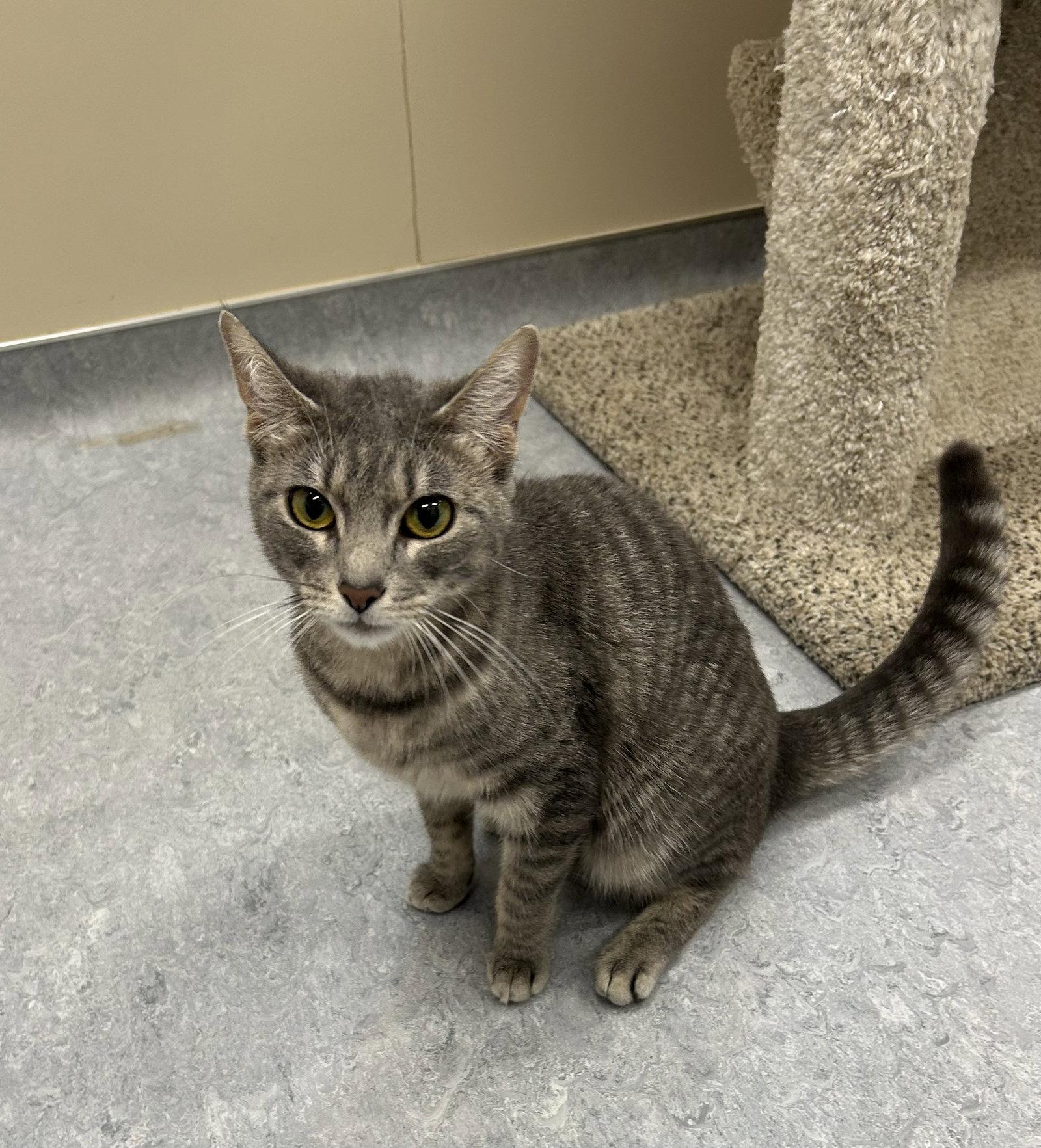 Enlarge Celia, a Adoptable Domestic Short Hair in Arlington, VT image 3/3