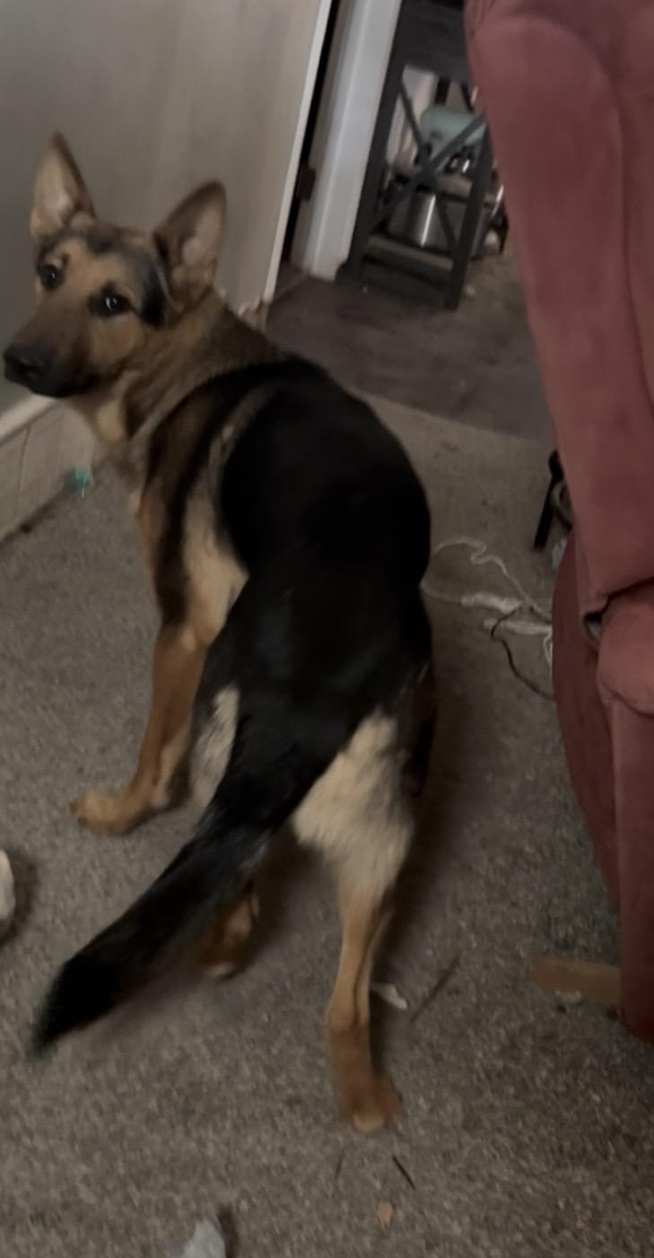 Shadow fka Wolf, Adoptable, Young Male German Shepherd Dog.