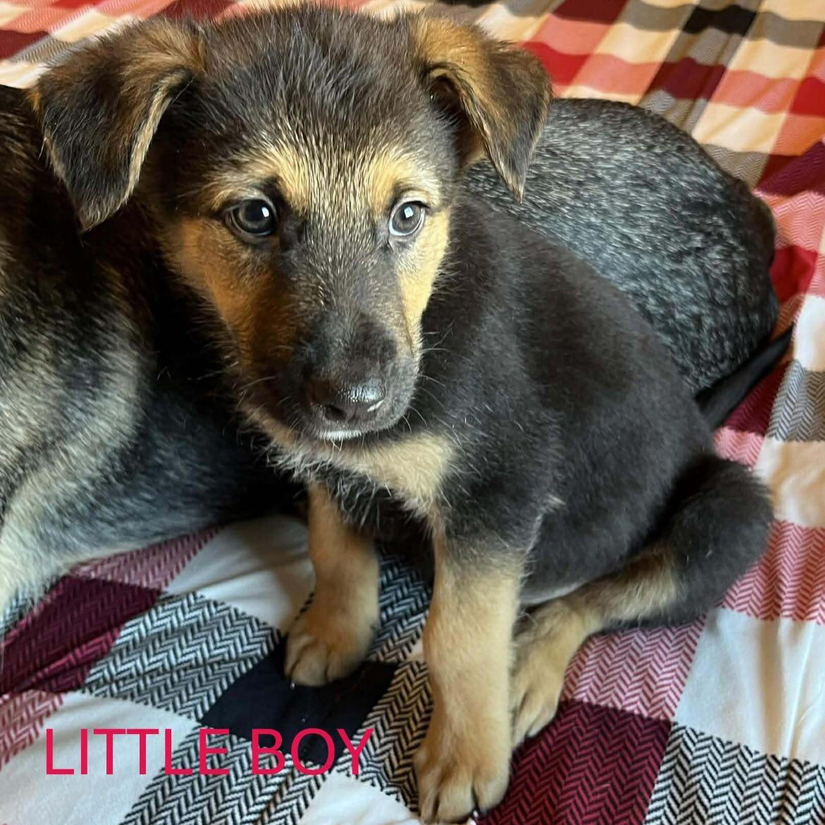 Enlarge Shadow fka Wolf, a Adoptable mixed breed in Jerome, ID image 2/6