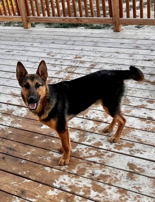 Enlarge Shadow fka Wolf, a Adoptable mixed breed in Jerome, ID image 3/6