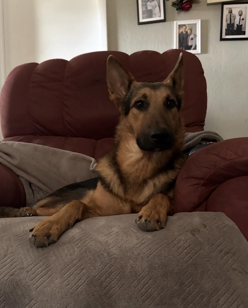 Enlarge Shadow fka Wolf, a Adoptable mixed breed in Jerome, ID image 6/6