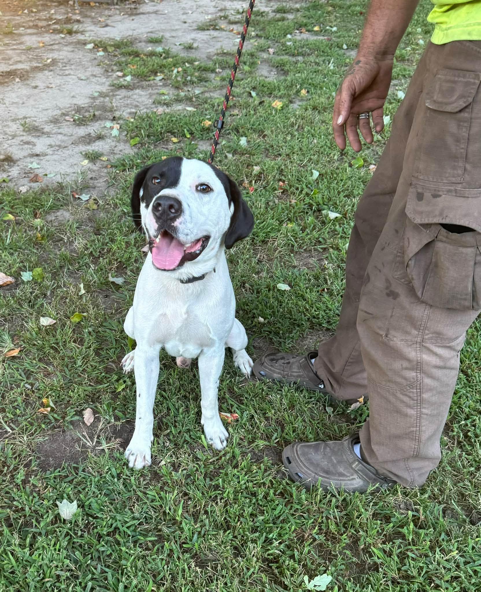 Enlarge Tank, a Adoptable mixed breed in Yorktown, VA image 1/6
