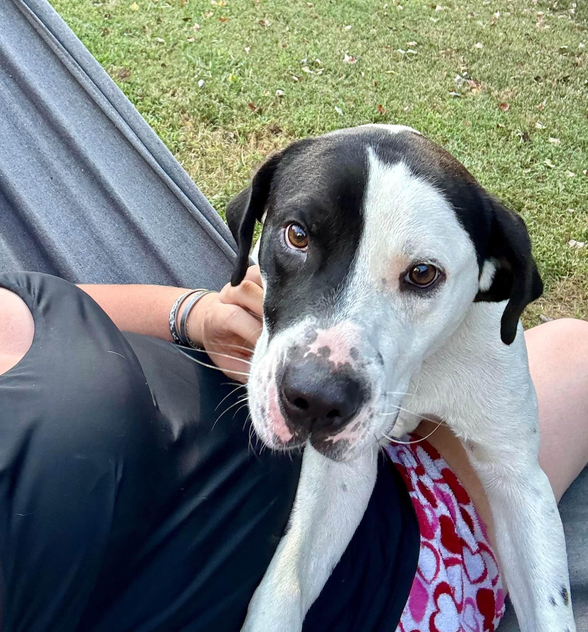 Enlarge Tank, a Adoptable mixed breed in Yorktown, VA image 4/6