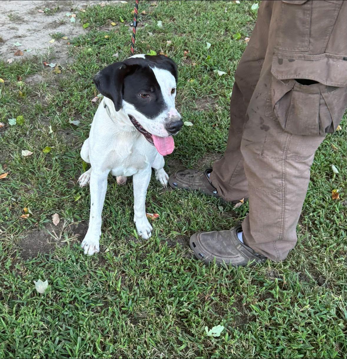 Enlarge Tank, a Adoptable mixed breed in Yorktown, VA image 6/6