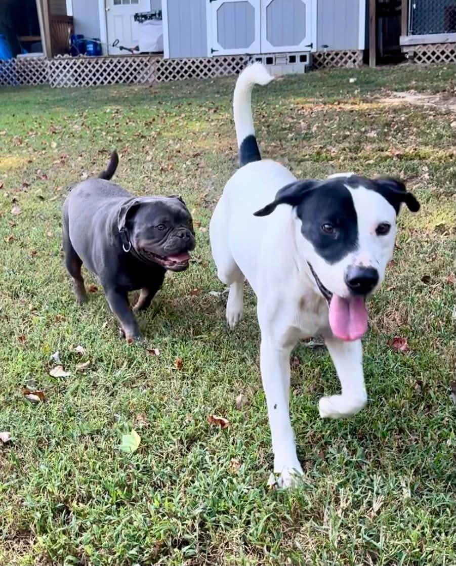 Enlarge Tank, a Adoptable mixed breed in Yorktown, VA image 2/6