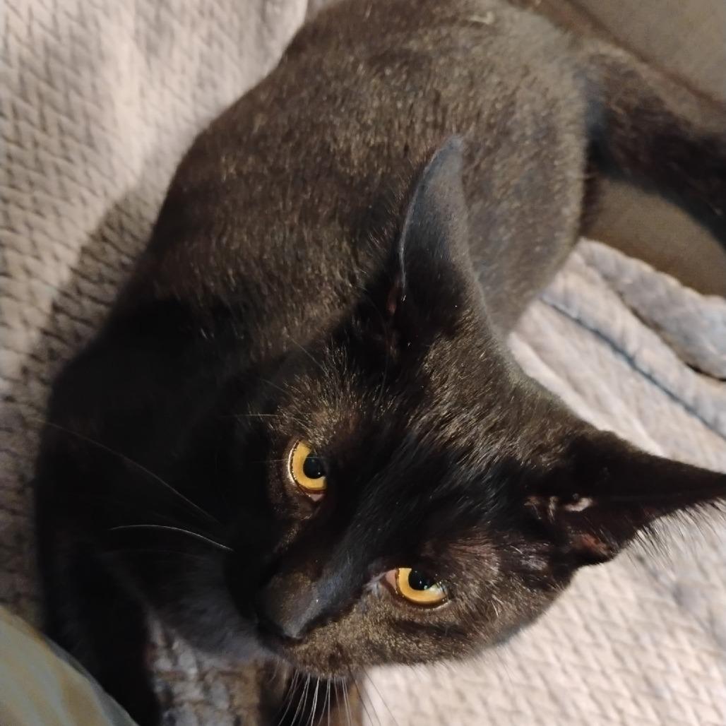 Ellie (COH-A-65643), Adoptable, Young Female Domestic Short Hair.