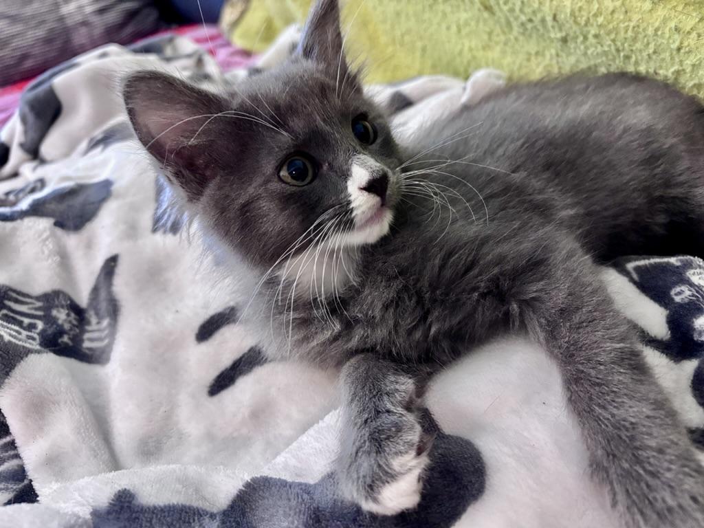 Enlarge Sock, a Adopted Domestic Short Hair in Clyde, NC image 3/3