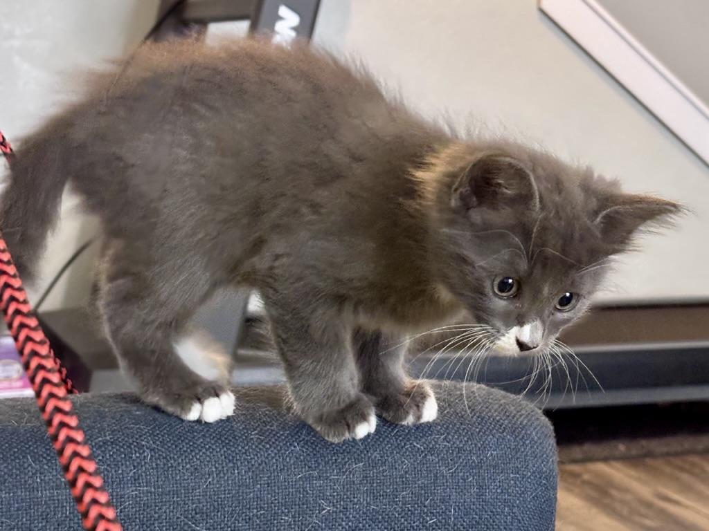 Enlarge Sock, a Adopted Domestic Short Hair in Clyde, NC image 2/3