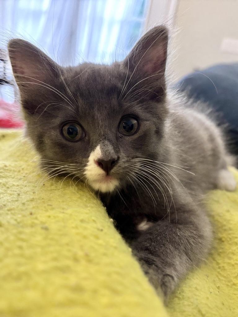 Sock, Adopted, Kitten Female Domestic Short Hair.
