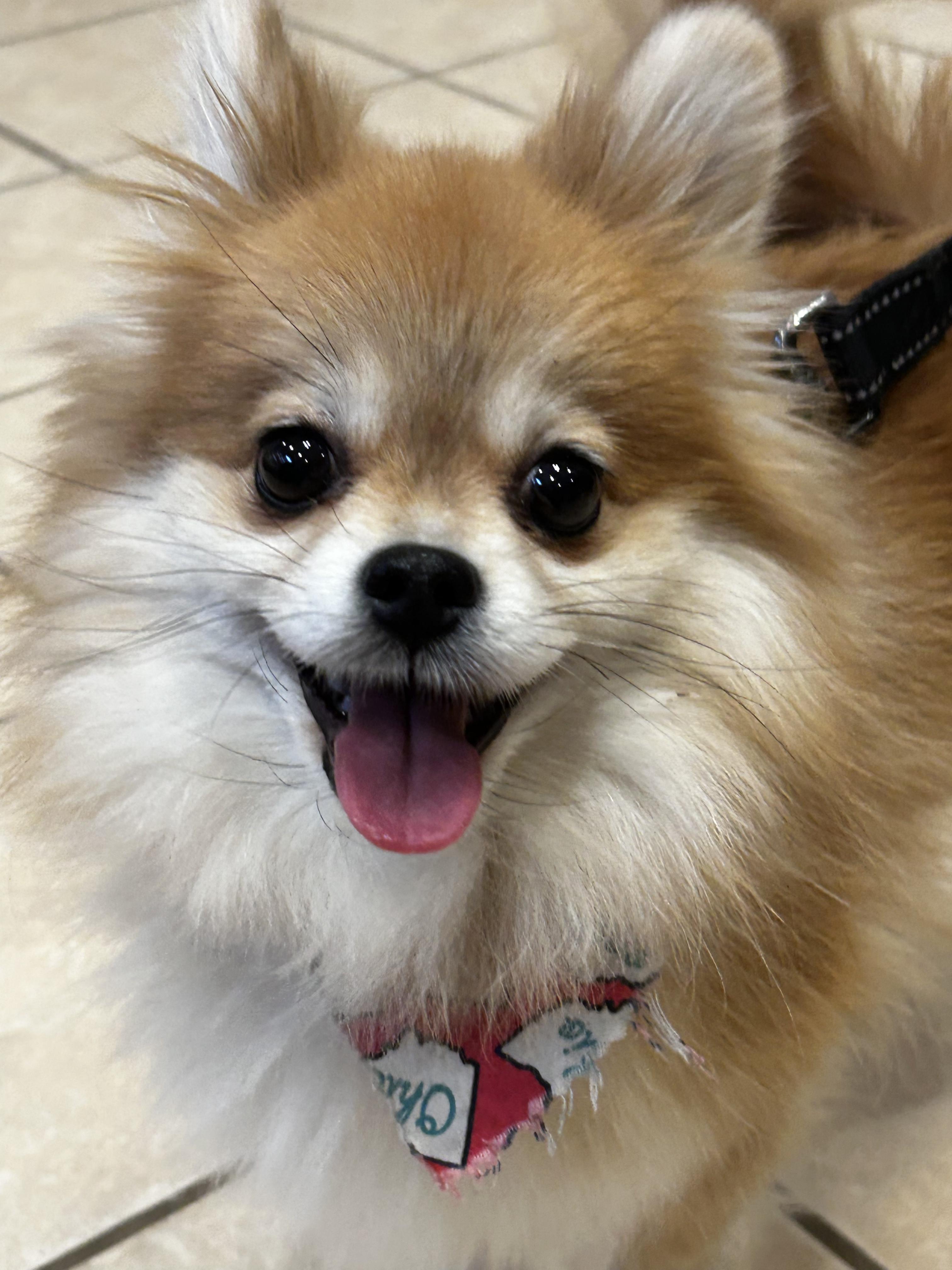 Enlarge Olive, a Adopted Pomeranian in Ottawa, OH image 1/2