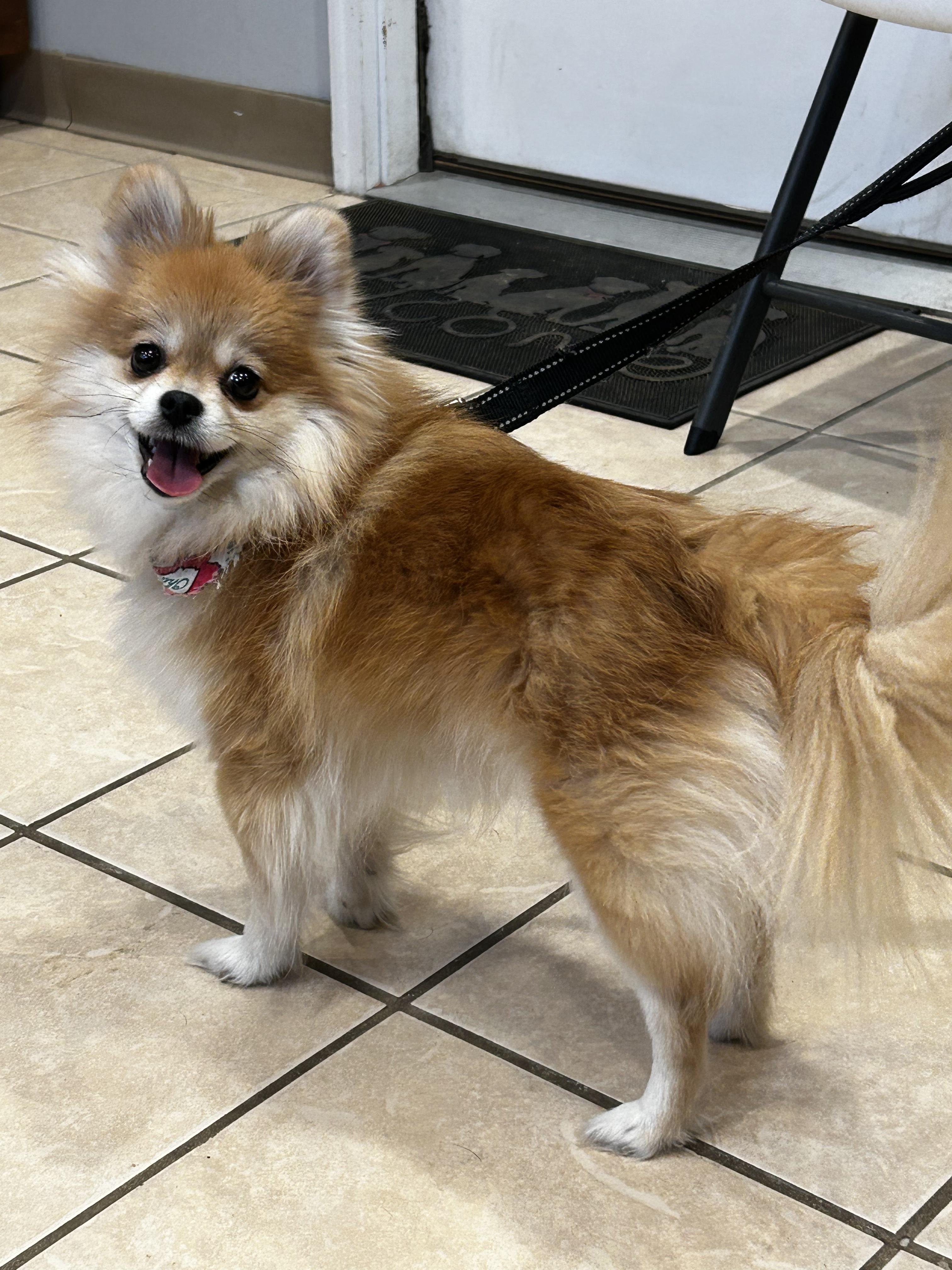 Enlarge Olive, a Adopted Pomeranian in Ottawa, OH image 2/2