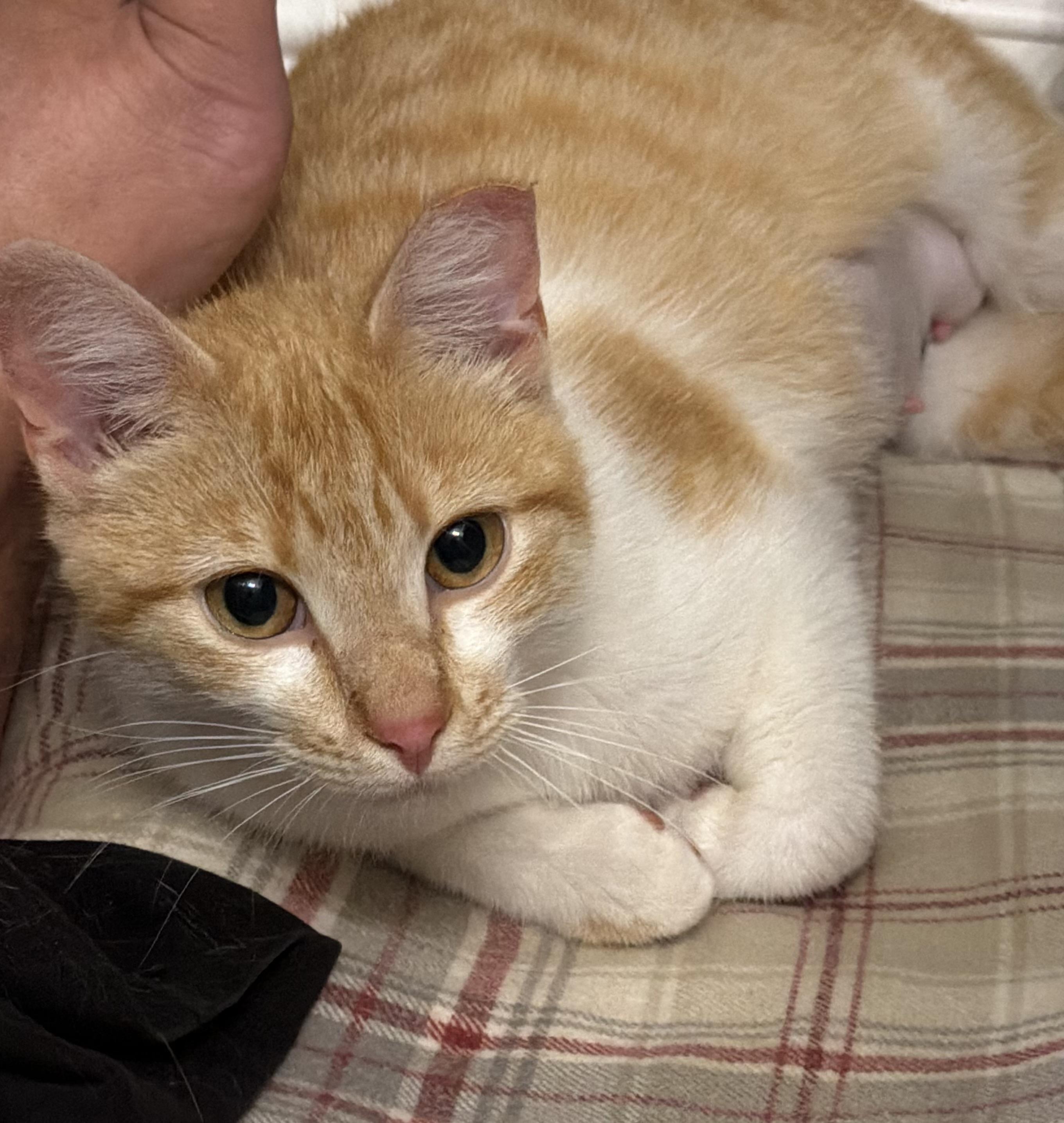 Enlarge Sunshine, a ADOPTABLE Domestic Short Hair in Elk Grove, CA image 6/6