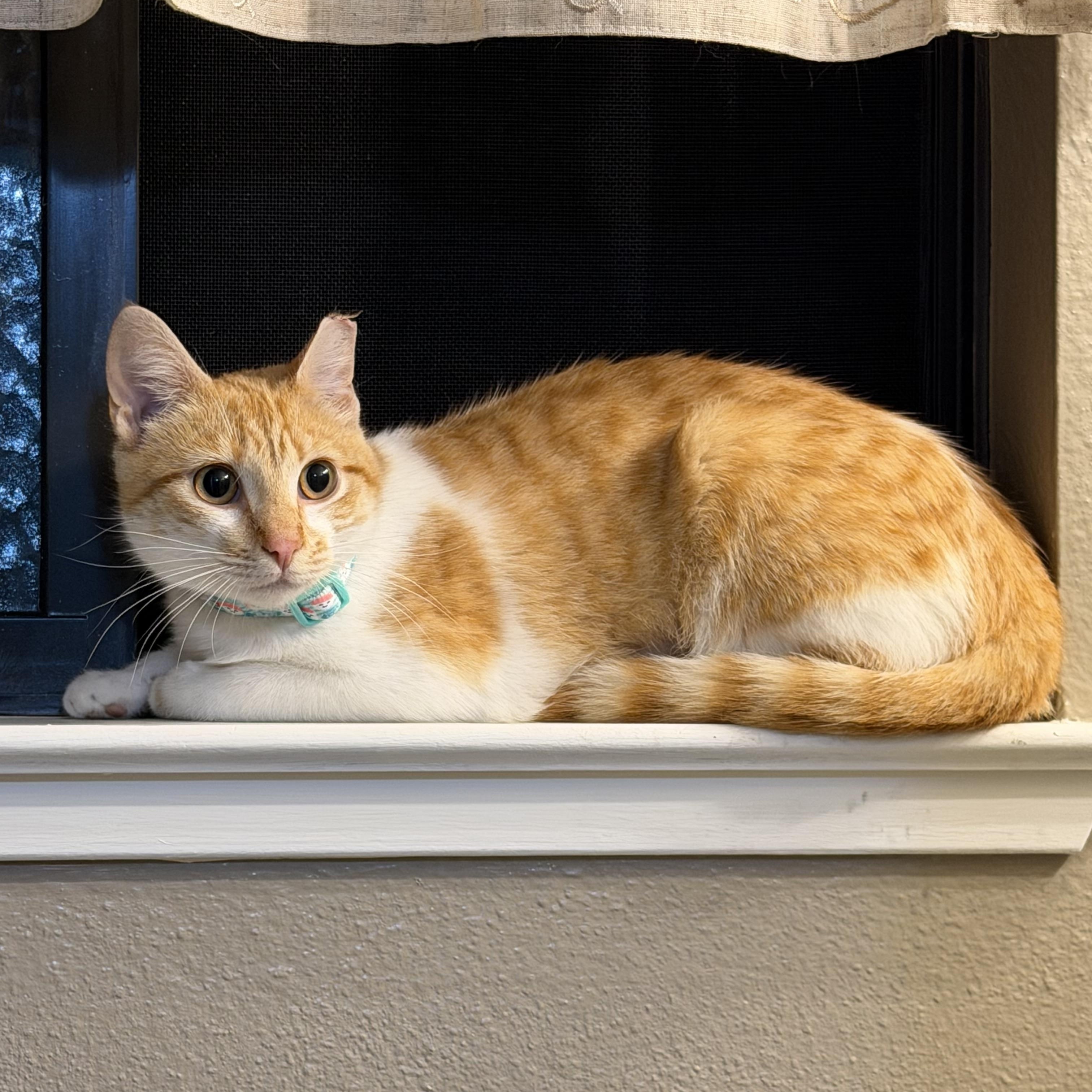 Enlarge Sunshine, a ADOPTABLE Domestic Short Hair in Elk Grove, CA image 2/6