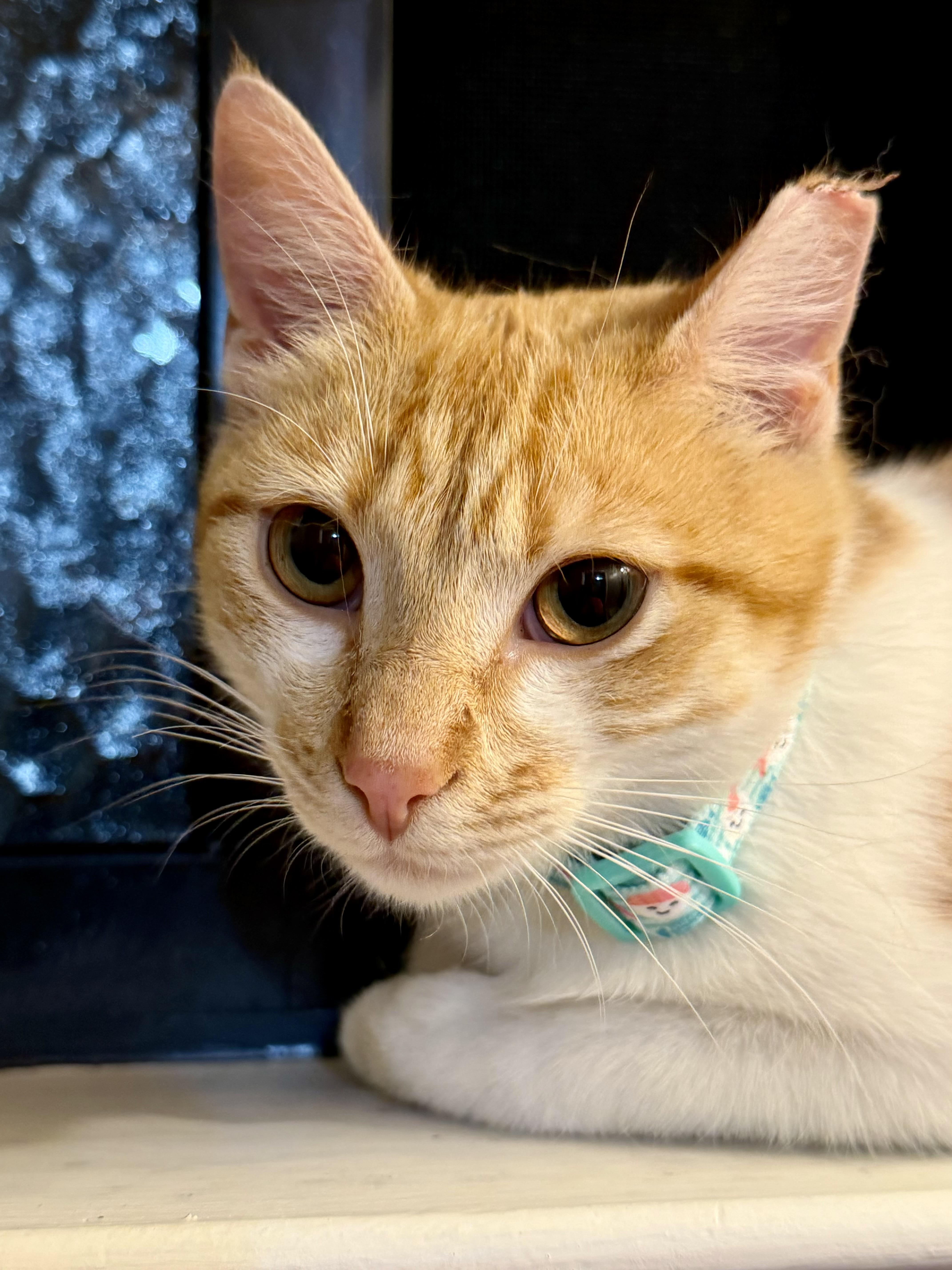 Enlarge Sunshine, a ADOPTABLE Domestic Short Hair in Elk Grove, CA image 1/6