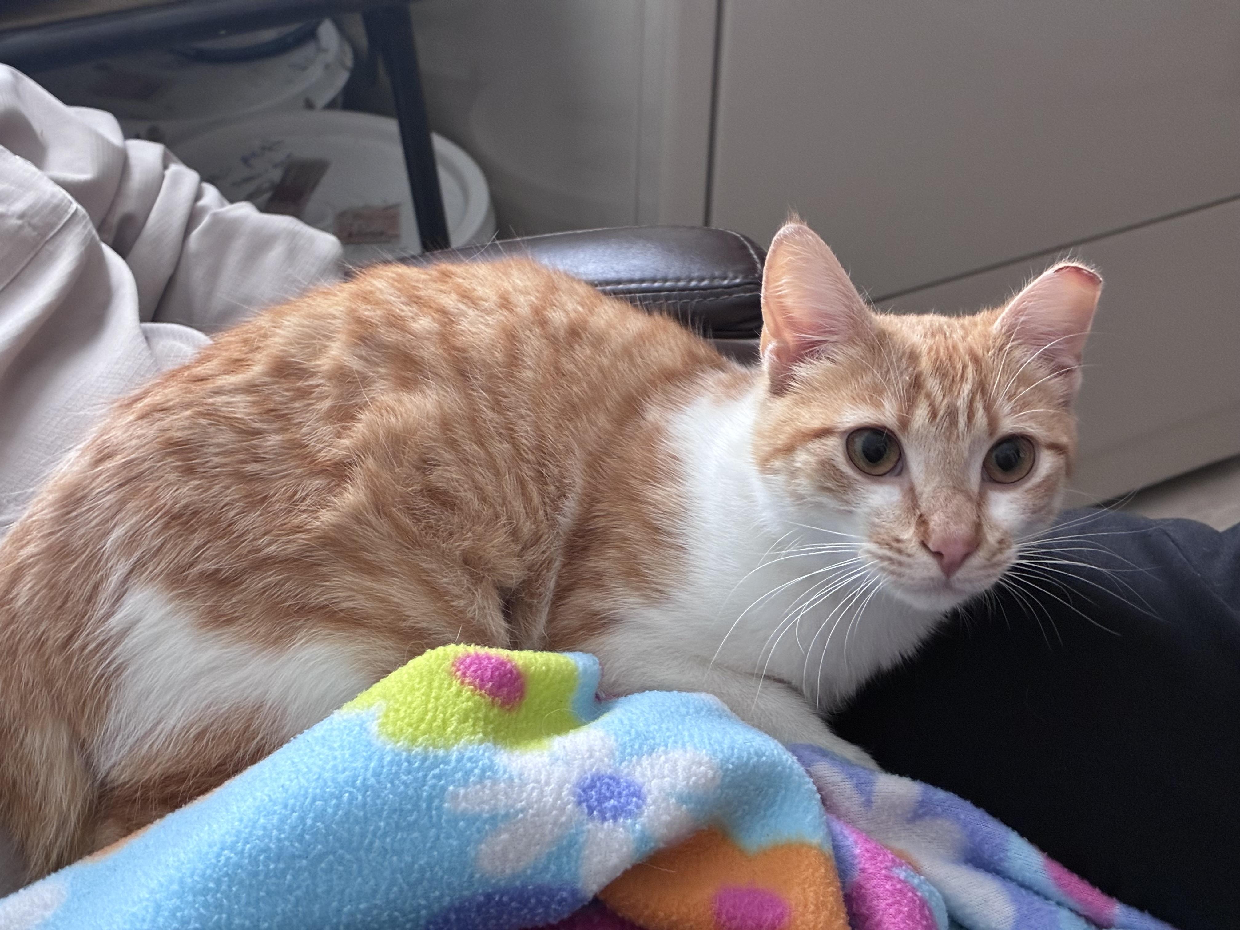 Enlarge Sunshine, a ADOPTABLE Domestic Short Hair in Elk Grove, CA image 3/6