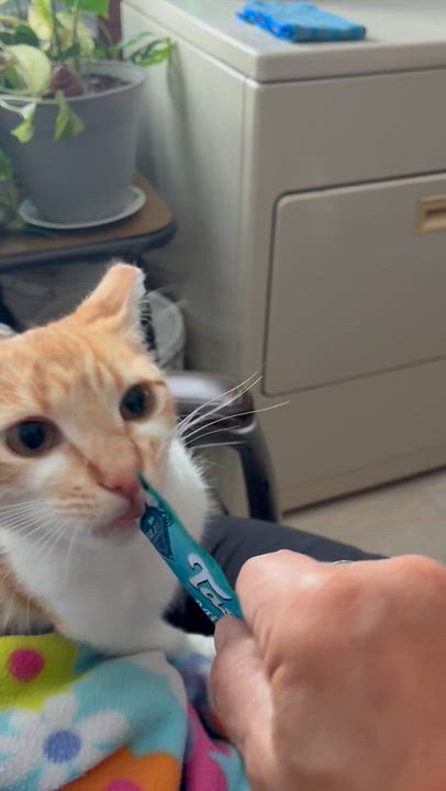 Enlarge Sunshine, a ADOPTABLE Domestic Short Hair in Elk Grove, CA video 4/6